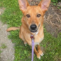 Lost Pet Image