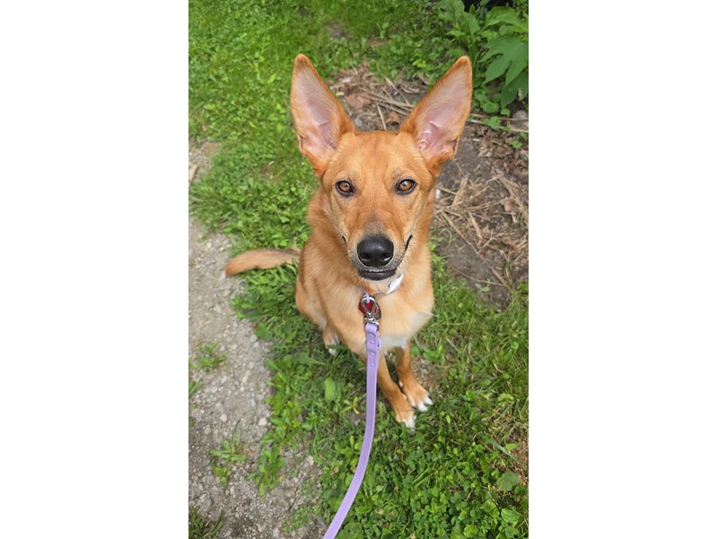 Pet Photo