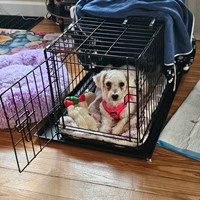 Lost Pet Image