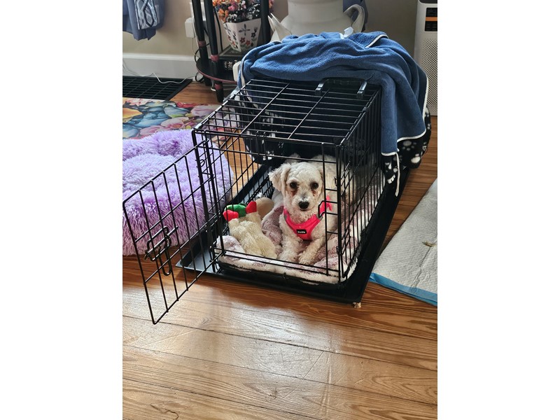 Pet Photo