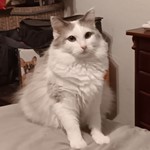 Duchess, Ragdoll/Mixed Breed Cat, lost pet near Dyess AFB, TX