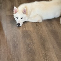 Lost Pet Image