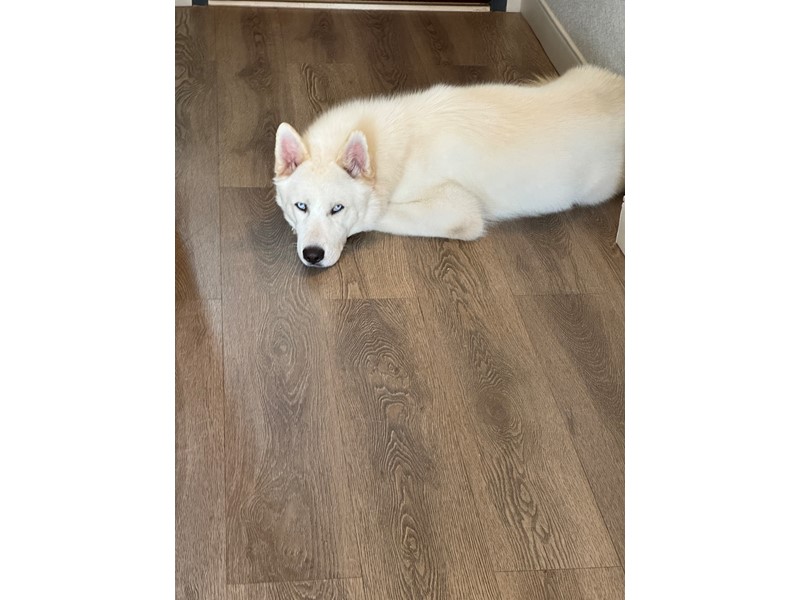 Pet Photo
