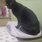 Lucky, Domestic Short Hair, lost pet near Oldsmar, FL