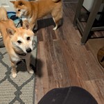 Pria, Shiba Inu, lost pet near Peninsula, OH