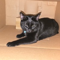 Lost Pet Image