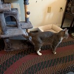 Tabby shorthair, found pet near Newville, PA