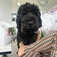 Lost Pet Image