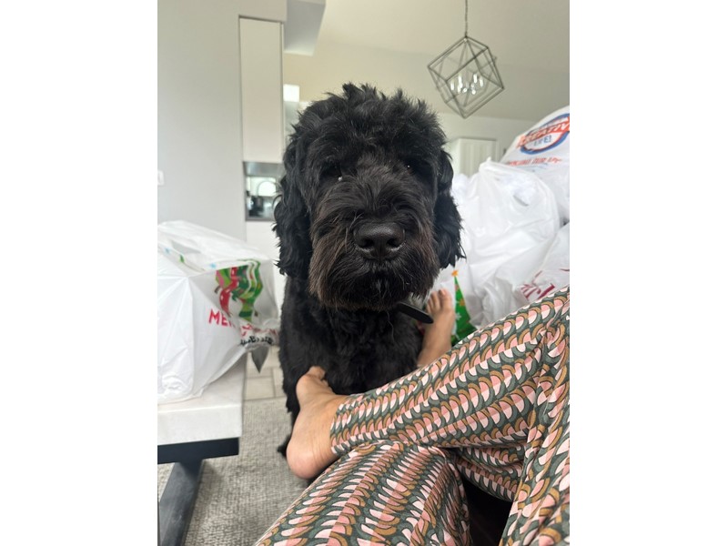 Pet Photo