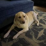 Karlee, Labrador Retriever, lost pet near Broken Arrow, OK