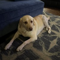 Lost Pet Image