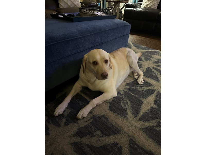 Pet Photo