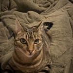 Kaluah, Calico, lost pet near Sultan, WA