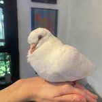 Doug, Dove, lost pet near Alhambra, CA