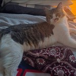 Mavis, Domestic Medium Hair, lost pet near Shepherd, TX