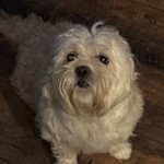Betty Bremer, Shih Tzu/Poodle, lost pet near Bristol, WI
