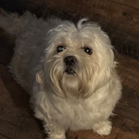 Lost Pet Image