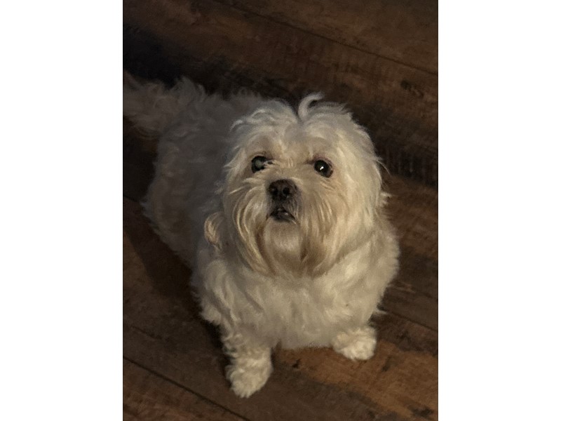 Pet Photo