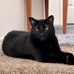 Luca, Domestic Short Hair, lost pet near Los Ranchos de Albuquerque, NM