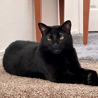 Lost Pet Image