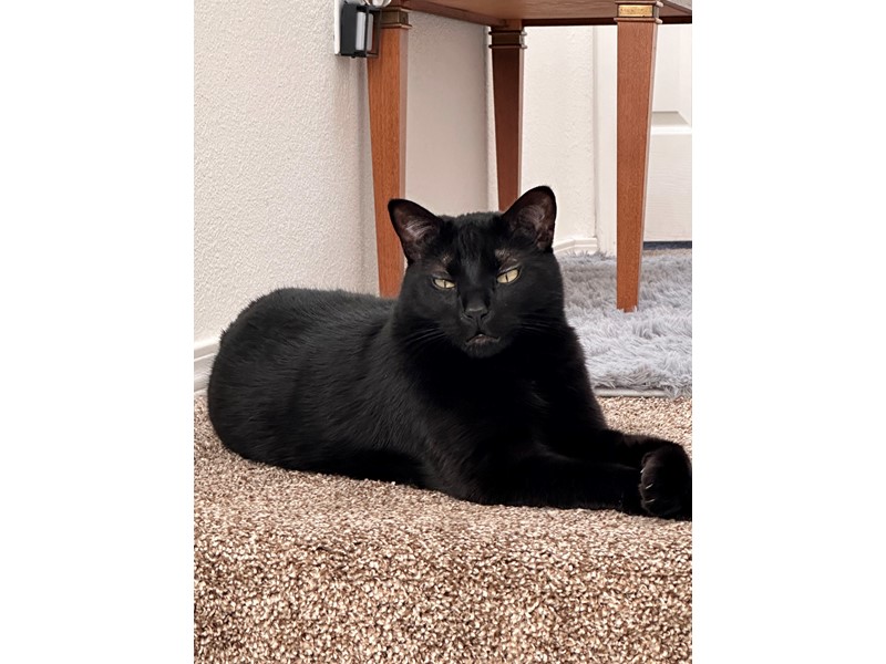 Pet Photo
