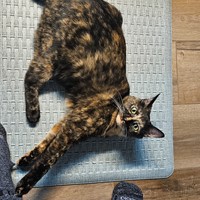 Lost Pet Image