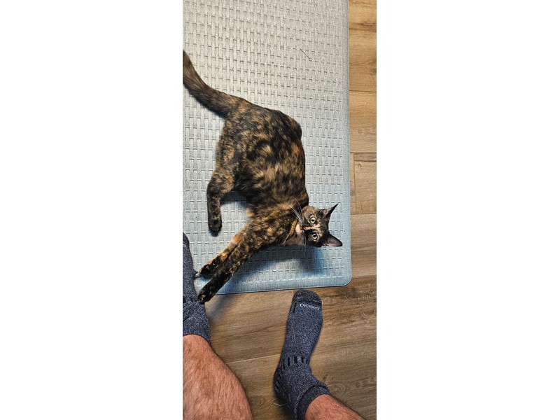 Pet Photo