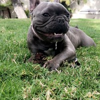 Lost Pet Image
