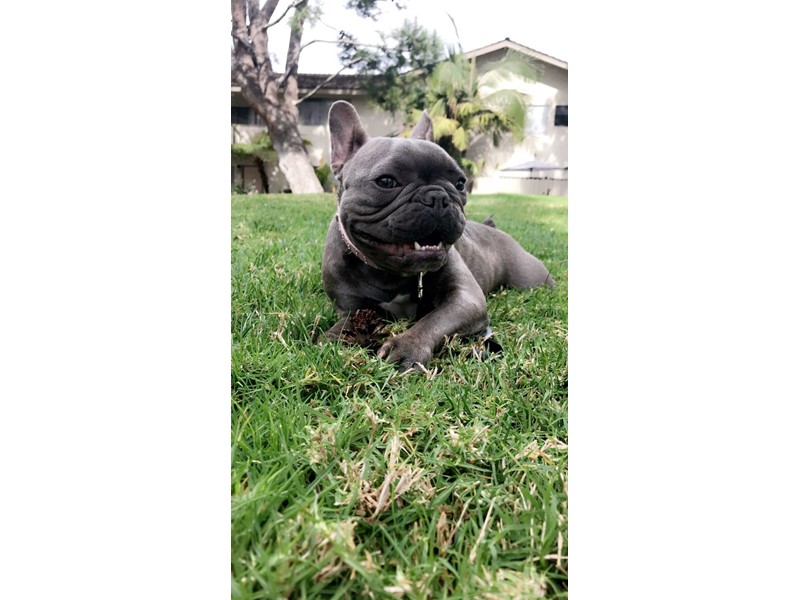 Pet Photo