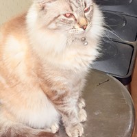 Lost Pet Image