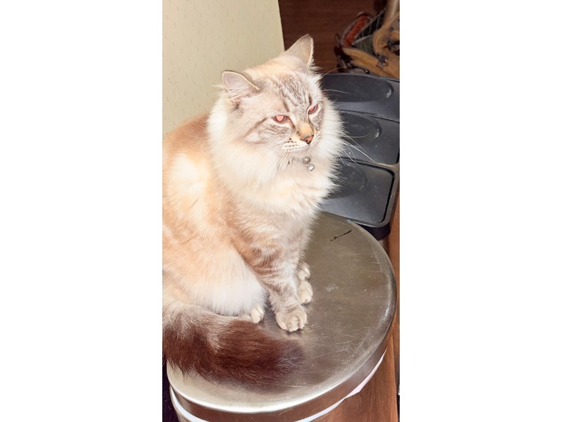 Pet Photo