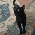 American Shorthair, found pet near Richardson, TX