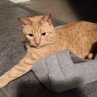 Lost Pet Image