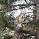 Other Cat Breed, found pet near Aurora, CO