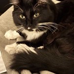 Moof, Domestic Long Hair, lost pet near Novato, CA