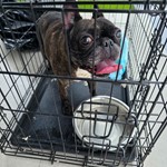 French Bull dog, found pet near Miami Springs, FL