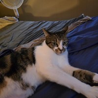 Lost Pet Image