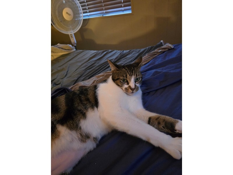 Pet Photo