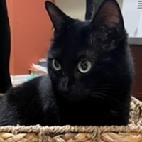 Lost Pet Image
