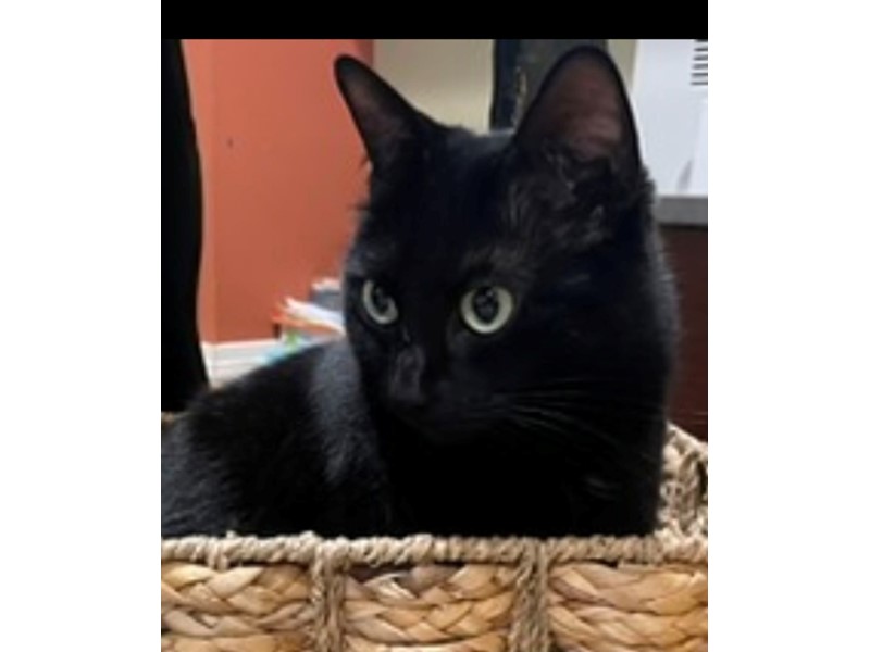 Pet Photo