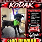 Kodak, Miniature Poodle/Miniature Poodle, lost pet near Towson, MD