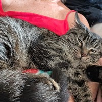 Lost Pet Image