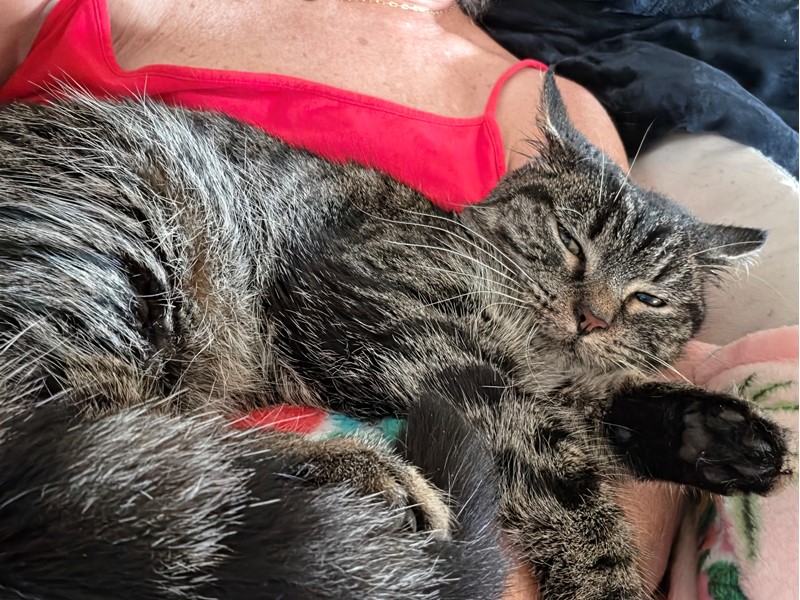 Pet Photo