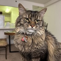 Lost Pet Image