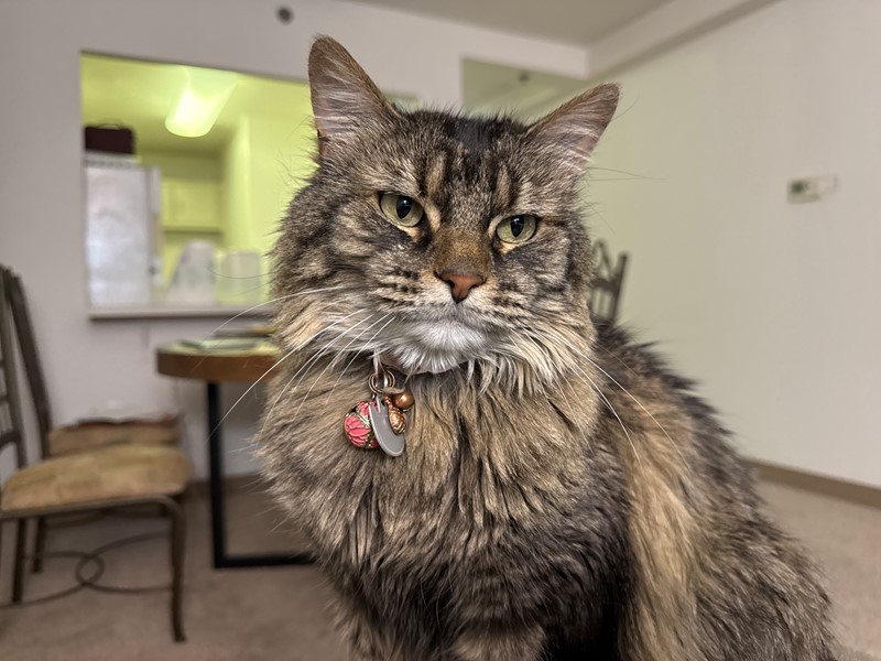 Pet Photo