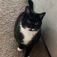 Lost Pet Image