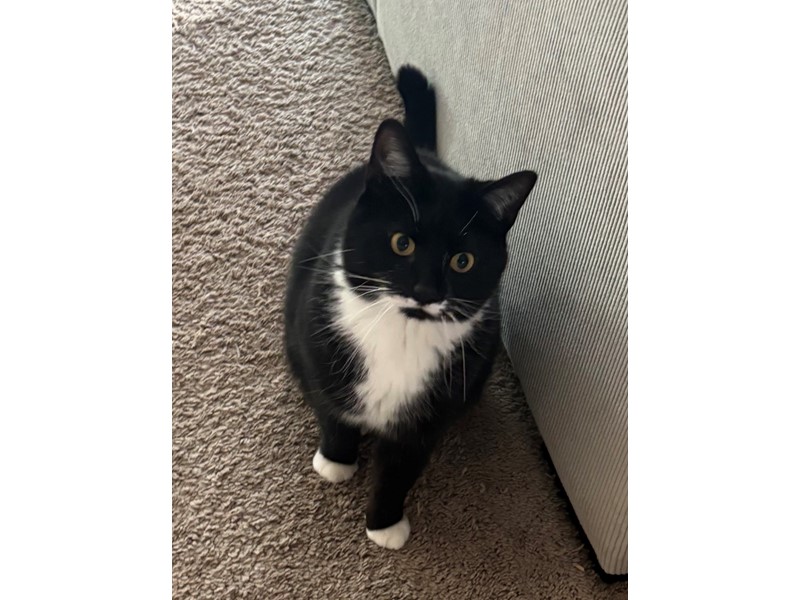 Pet Photo