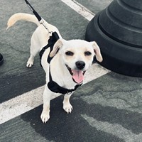 Lost Pet Image