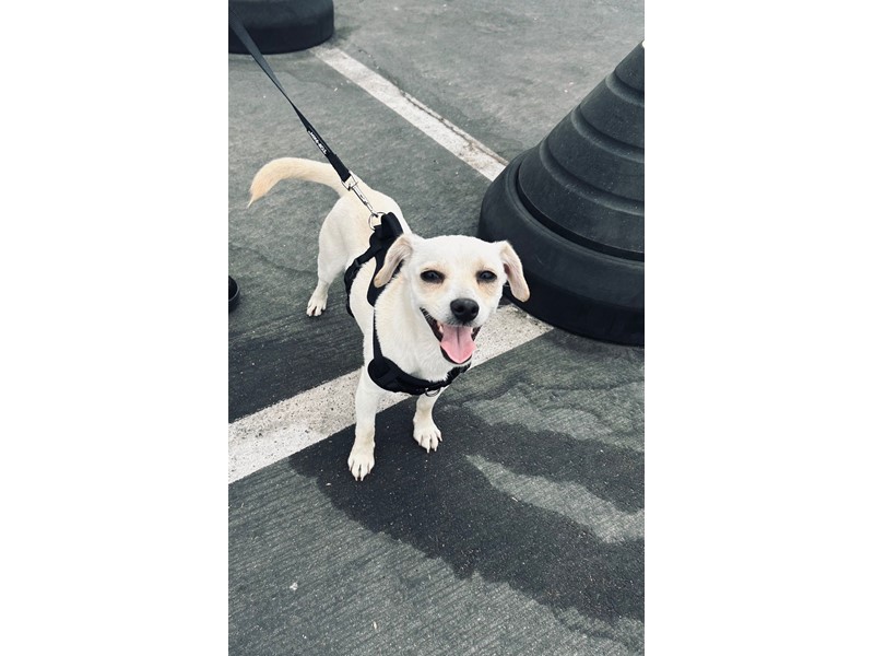 Pet Photo