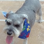 Winston, Mini Schnauzer, lost pet near Pinecrest, FL